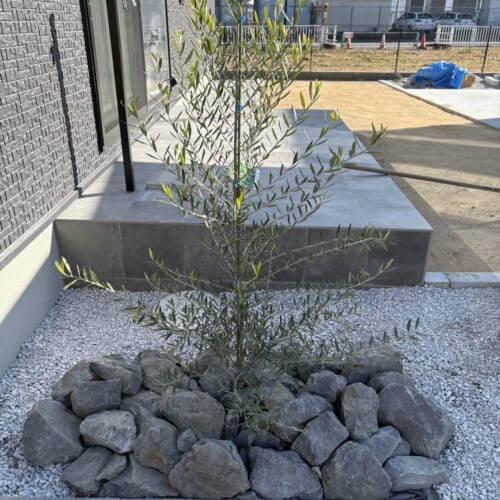 オリーブの木の植え込みです。