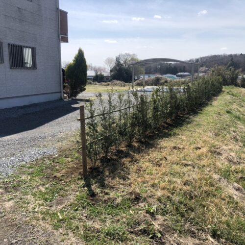 植栽工事の生垣作業完了です。