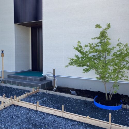 モミジ植栽です。