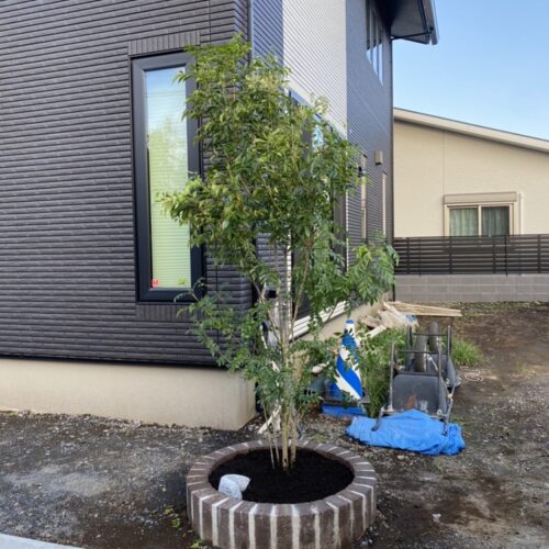 植栽作業のシマトネリコの植え込みとなります。