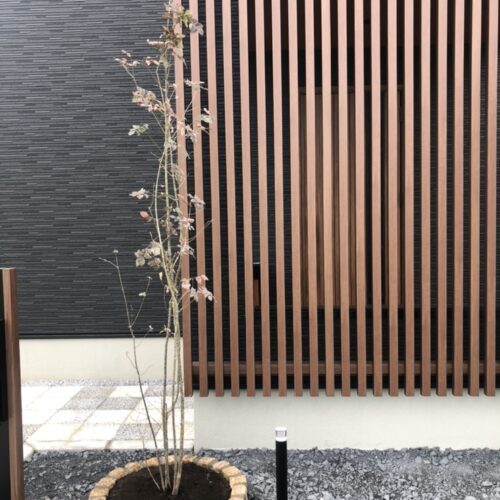 植栽のアオダモの植え込み作業となります。