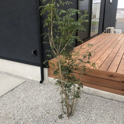 植栽のシマトネリコの植え込み作業となります。