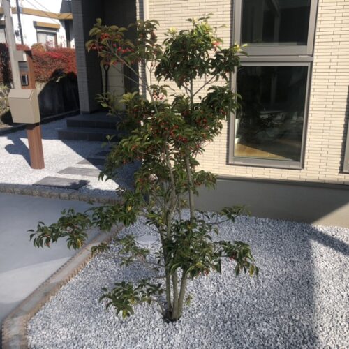 ソヨゴの株立ての植栽作業となります。