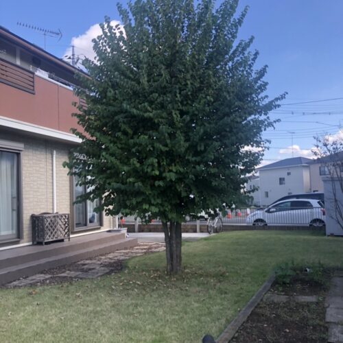 本日は数年前に植栽を致しました木の剪定作業となります。