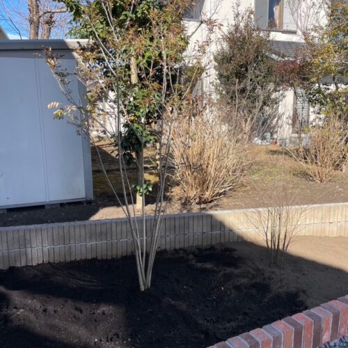 植栽作業となります。シマトネリコの株立ての植え込みです。