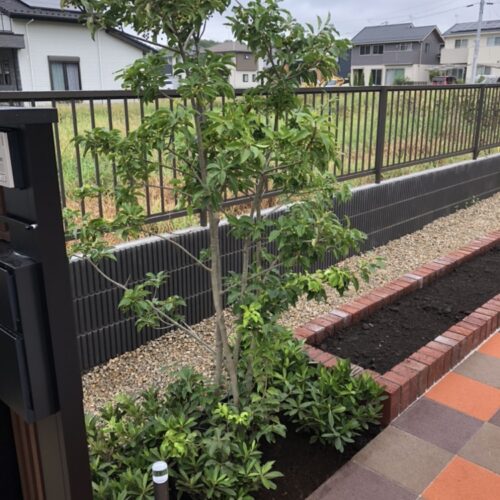 ソヨゴの植え込みとなります。