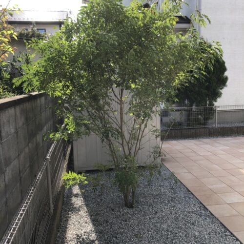 玄関前よりお庭へシマトネリコの移植作業完了です