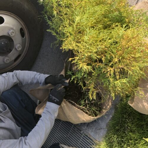 植栽の移植作業となります。