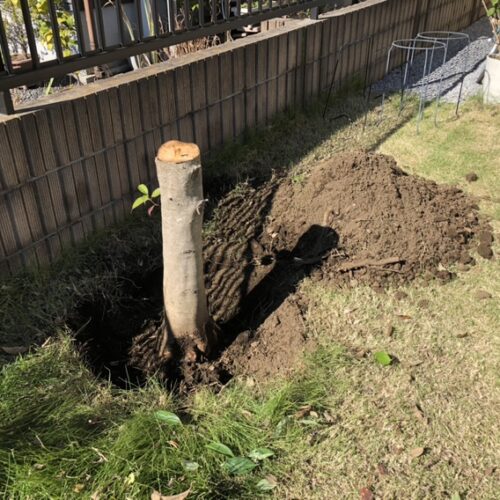 改修工事、本日より工事着工です。まずは既存の植栽の伐採抜根から作業開始です。