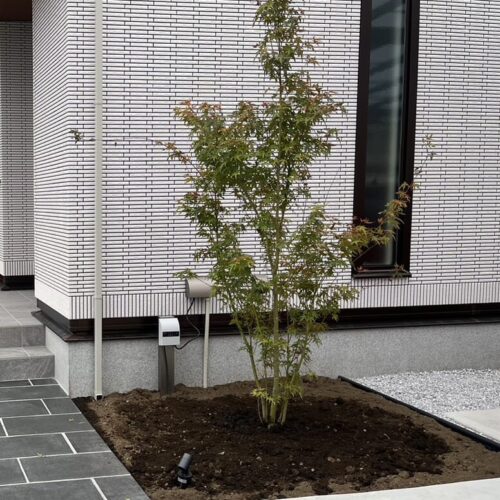モミジの植え込みです
