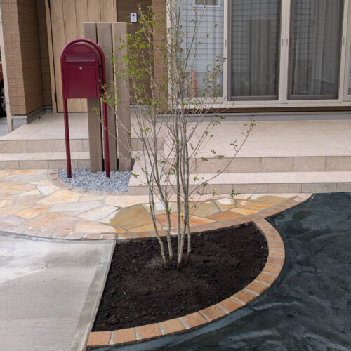 アオダモ植栽です。 アオダモ植栽です。