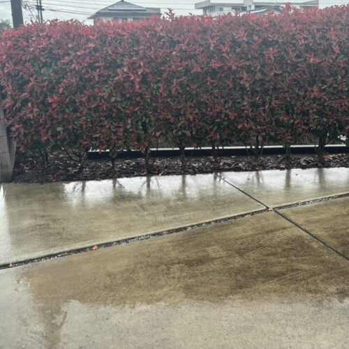 本日より伐採作業より開始のフェンス工事の予定でしたが雨の為に工事作業はお休みとなります。