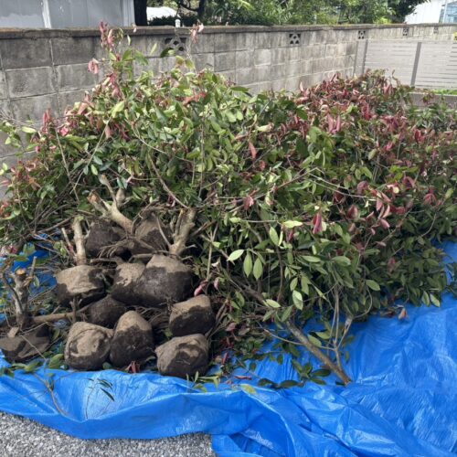 伐採抜根後の集積となります。