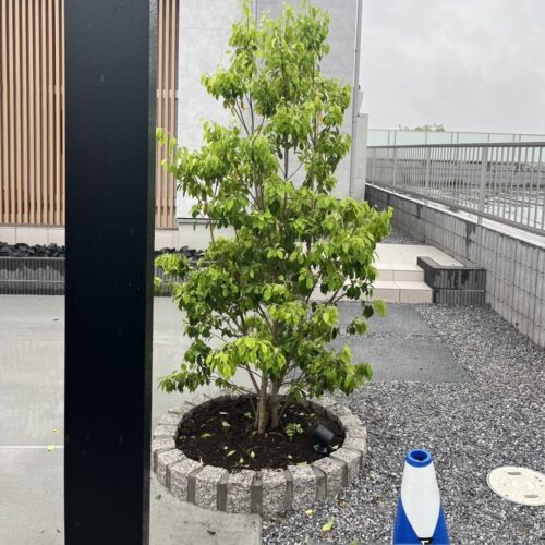 植栽ソヨゴの植え込み後の剪定作業となります。