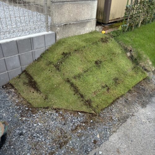 法面への芝張り作業となります。