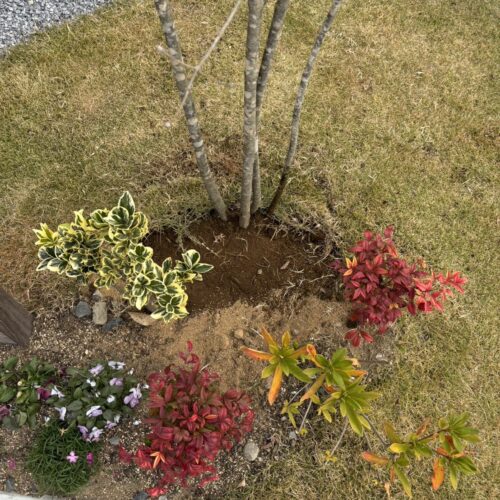 本日は植栽のアオダモの植え込み作業となります。