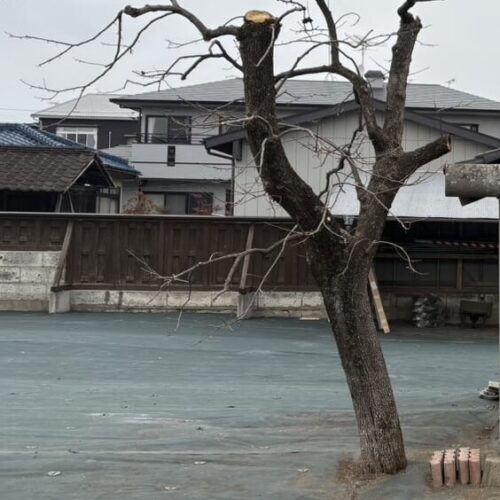 柿の木の剪定作業となります。最後にお客様に見てご確認を頂きまして作業完了です。