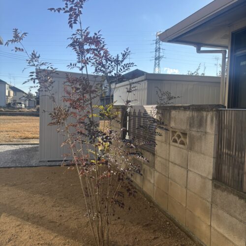 お庭への植栽のシマトネリコをお客様に植え込み位置をご確認頂きながら植栽作業となります。