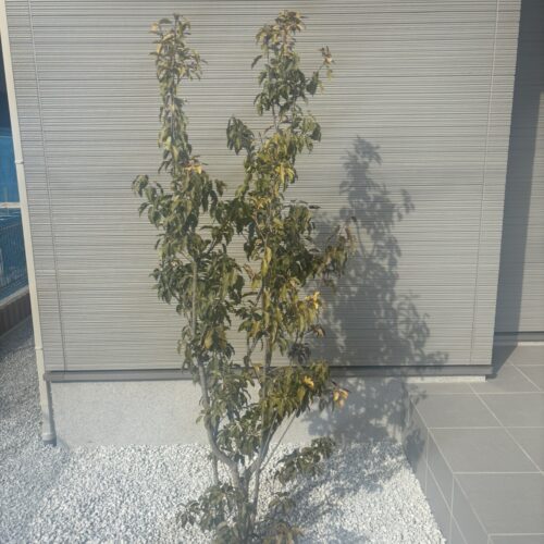 植栽作業となります。ソヨゴの木の植え込みして参ります。