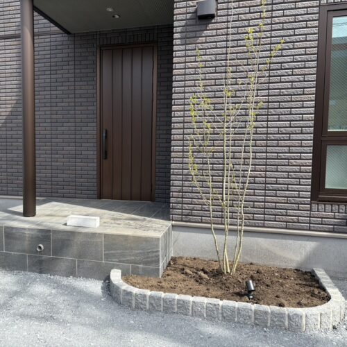 花壇部分への植栽作業となります。アオハダの植え込み作業となります。